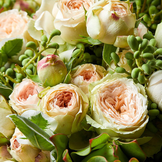 立秋有爱·帕尔玛玫瑰【no.003】