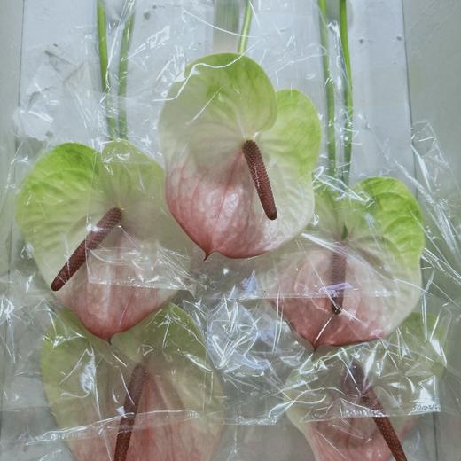 【绿光彩掌】蟠桃/赛菲拉  红间绿掌 商品图5