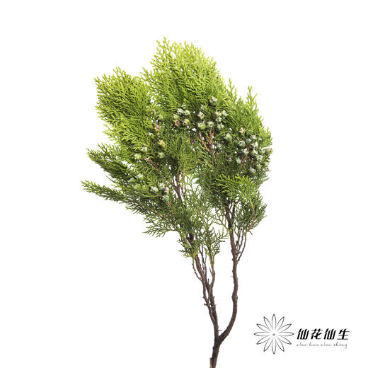 叶材 |  侧柏 商品图0