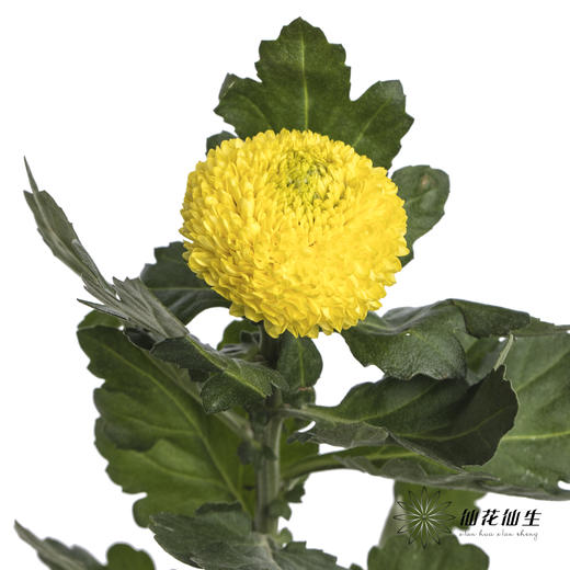 小菊 | 乒乓菊黄色 商品图1