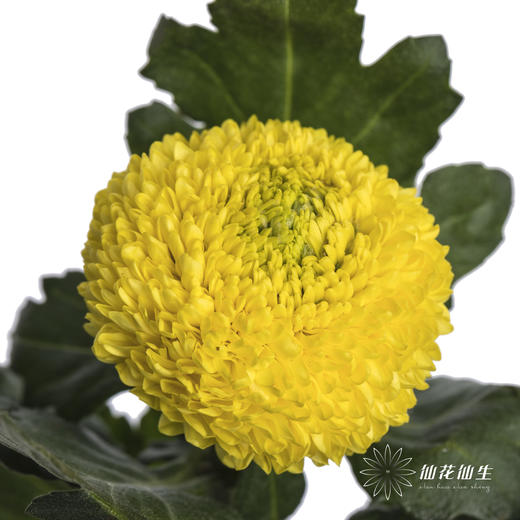 小菊 | 乒乓菊黄色 商品图0