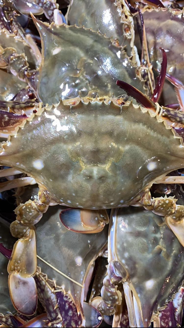 梭子蟹块活蟹加工加工前15斤