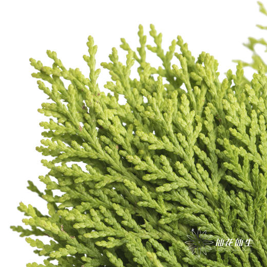 叶材 |  侧柏 商品图1