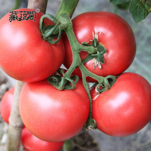 [庭院种子] 大粉果番茄种子 "粉利得" 商品图1