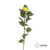 小菊 | 乒乓菊黄色 商品缩略图3