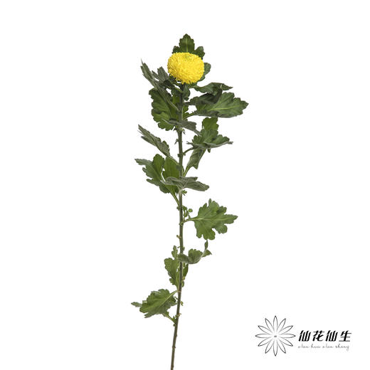 小菊 | 乒乓菊黄色 商品图3