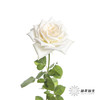 单头玫瑰 | 白色荔枝（轻微机械损伤不需售后，季节影响颜色偏粉，介意慎拍） 商品缩略图2