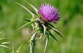 奶蓟草，保肝护肝的“老解药” 