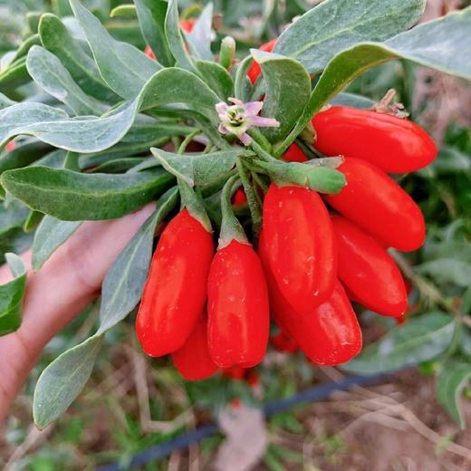 【有机认证枸杞鲜果】青海鲜枸杞汁（ 30ml*10袋 *1盒） 枸杞果汁 商品图0