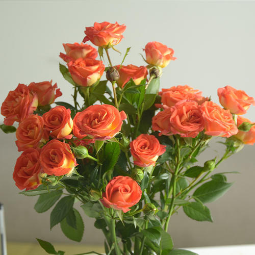 狂欢泡泡 多头玫 10枝/扎