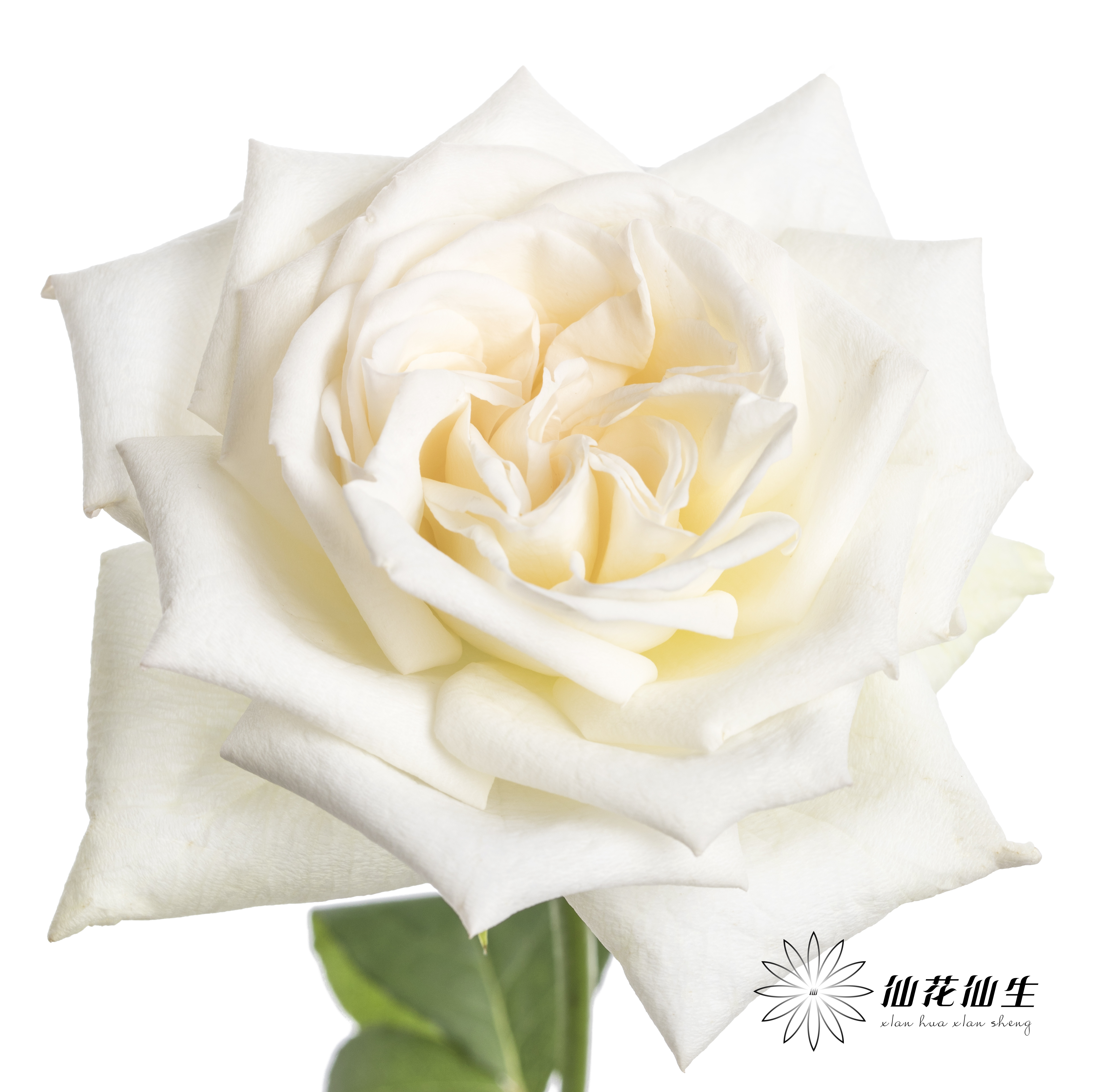 单头玫瑰 | 白色荔枝（轻微机械损伤不需售后，季节影响颜色偏粉，介意慎拍）