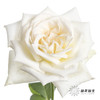单头玫瑰 | 白色荔枝（轻微机械损伤不需售后，季节影响颜色偏粉，介意慎拍） 商品缩略图0