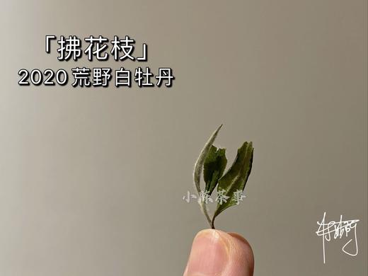 2020荒野牡丹《拂花枝》，老茶友的心仪之选 商品图3