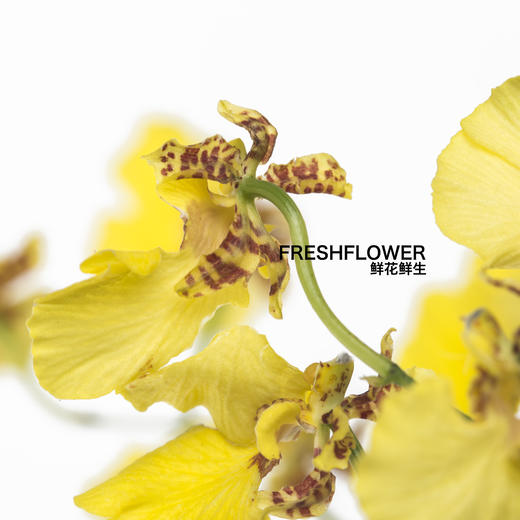 兰花 | 跳舞兰 商品图2