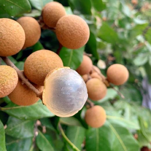 漳州老树龙眼 4斤装(单斤45-55个)京东快递 台风中发货顺延