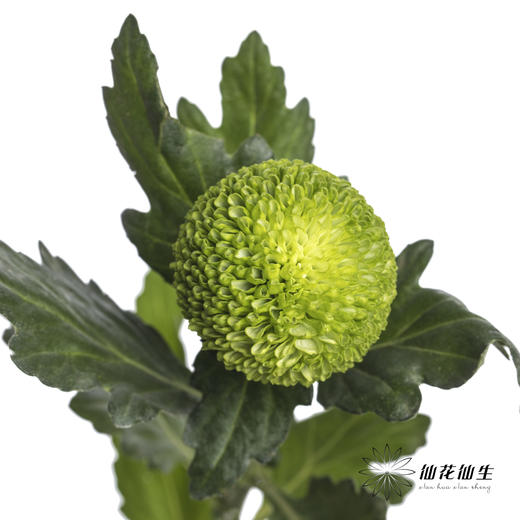 小菊 | 乒乓菊绿色 商品图1