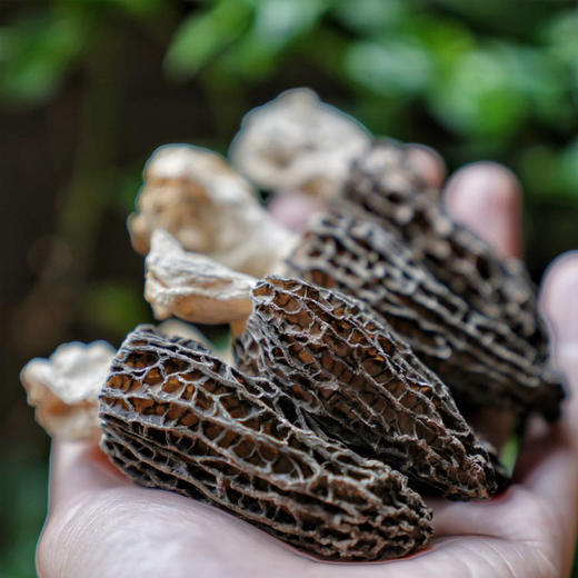 羊肚菌干 | 厨房团队实地溯源 肉质肥厚 干净无杂质 颗颗人工严选 炖汤鲜香味独特 口感爽脆营养高 商品图2