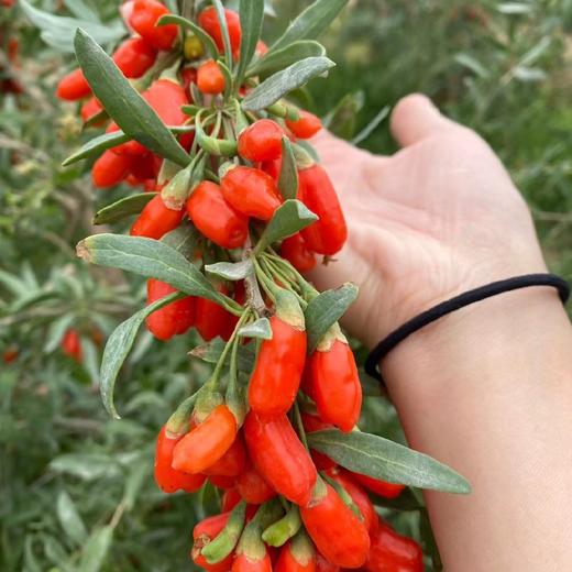 【有机认证枸杞鲜果】青海鲜枸汁（ 30ml*10袋 *5盒） 枸杞果汁 下单再送1盒同款 商品图0