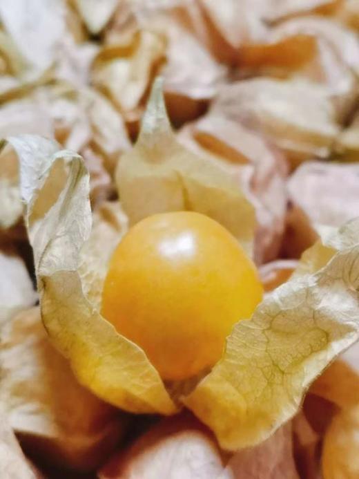 【产地直发包邮】听甜黄菇娘