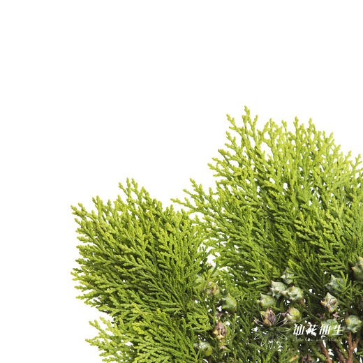 叶材 |  侧柏 商品图4