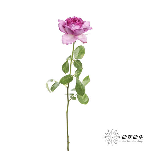 单头玫瑰 | 伊芙伯爵「轻微焦边不售后」 商品图4