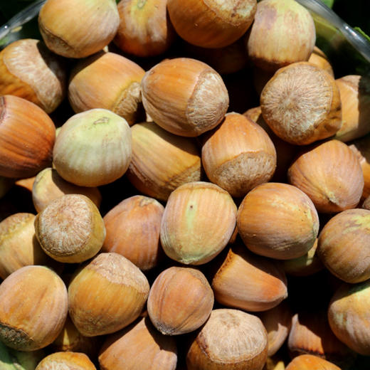 深山去皮鲜榛子  果仁饱满  鲜嫩清脆  口口生香  生榛子  1斤 商品图2