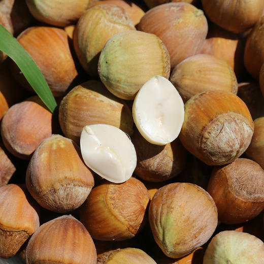 深山去皮鲜榛子  果仁饱满  鲜嫩清脆  口口生香  生榛子  1斤 商品图5