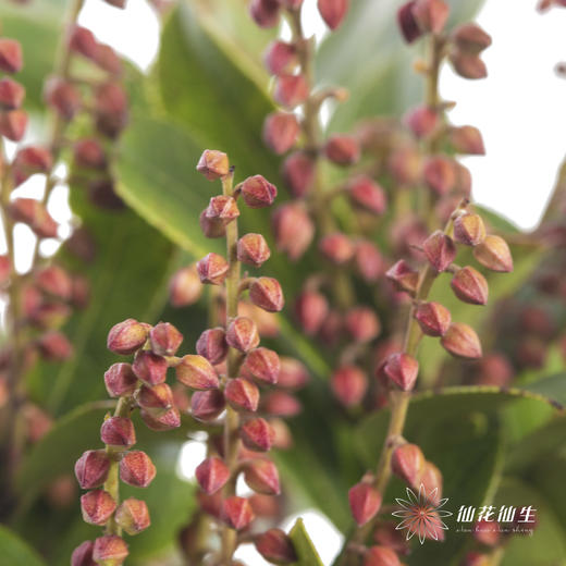 配花 | 山里红 商品图1