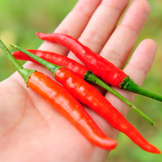 红泰椒(极辣)250g