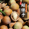 深山去皮鲜榛子  果仁饱满  鲜嫩清脆  口口生香  生榛子  1斤 商品缩略图3
