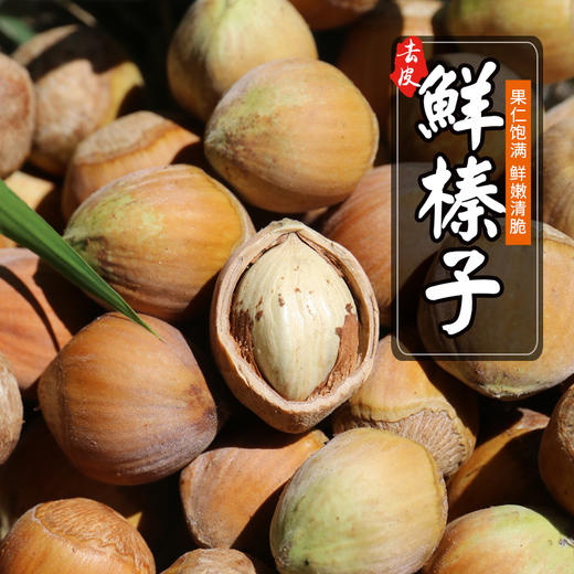 深山去皮鲜榛子  果仁饱满  鲜嫩清脆  口口生香  生榛子  1斤 商品图3