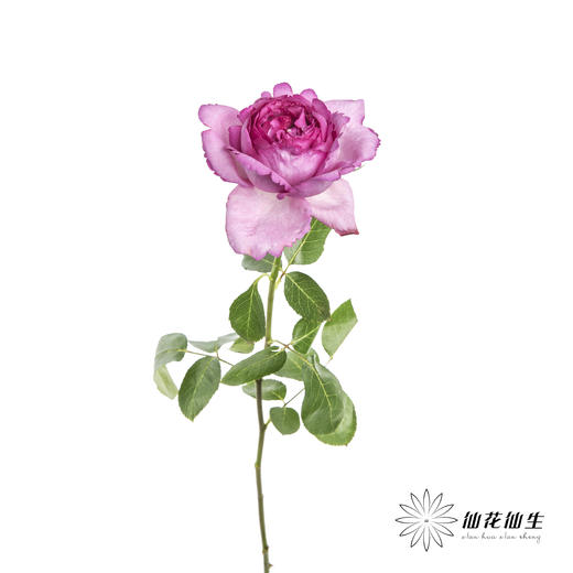 单头玫瑰 | 伊芙伯爵「轻微焦边不售后」 商品图3