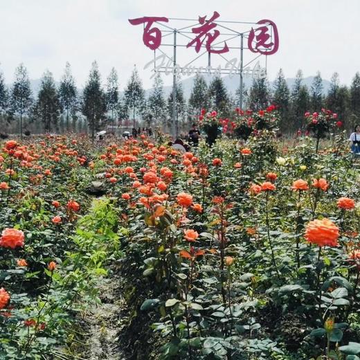【秀山双晒】龙凤花海·玫瑰之约景区门票