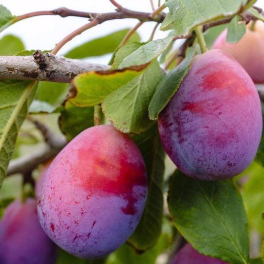 【排单发货】新疆喀什正宗法南西 小西梅 3斤/4斤（挑软的先吃） 商品图6