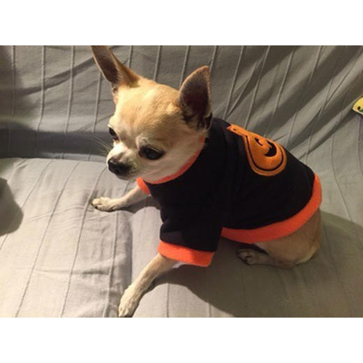 玲宠万圣节南瓜款狗狗衣服猫咪中小型犬服装两脚小狗猫咪加绒卫衣 商品图3