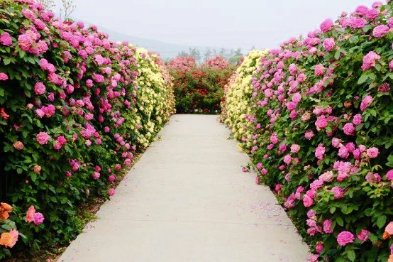 【秀山双晒】龙凤花海·玫瑰之约景区门票 - 惠游重庆