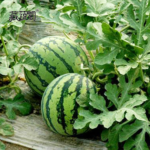 [庭院种子] 花皮红肉大西瓜种子"早佳8424" 商品图2