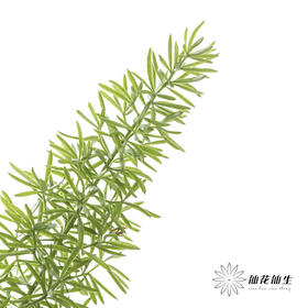 配花 | 狐尾天门冬