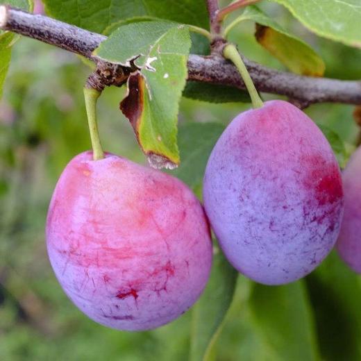 【排单发货】新疆喀什正宗法南西 小西梅 3斤/4斤（挑软的先吃） 商品图5