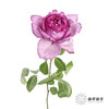 单头玫瑰 | 伊芙伯爵「轻微焦边不售后」 商品缩略图2