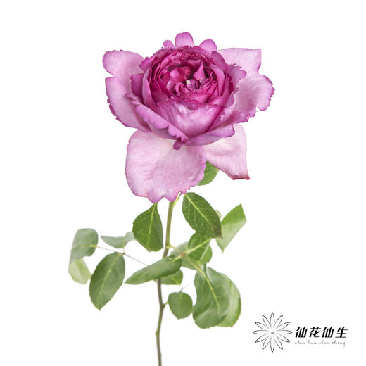 单头玫瑰 | 伊芙伯爵「轻微焦边不售后」 商品图2