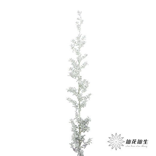 叶材 | 地肤 商品图3