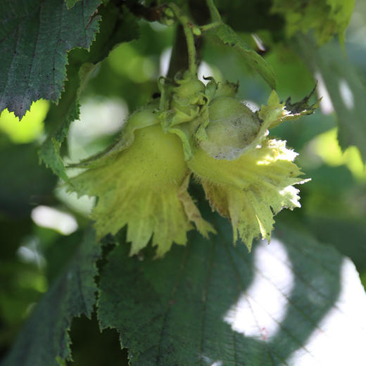 深山去皮鲜榛子  果仁饱满  鲜嫩清脆  口口生香  生榛子  1斤 商品图1