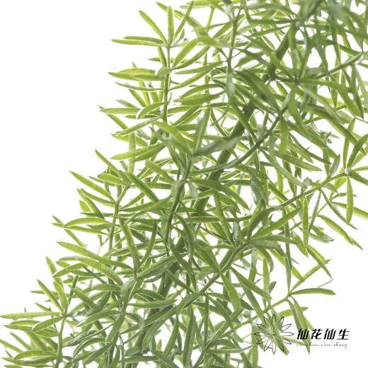 配花 | 狐尾天门冬 商品图1