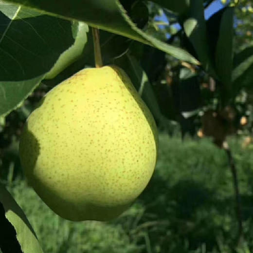 早金酥梨清香脆甜多汁