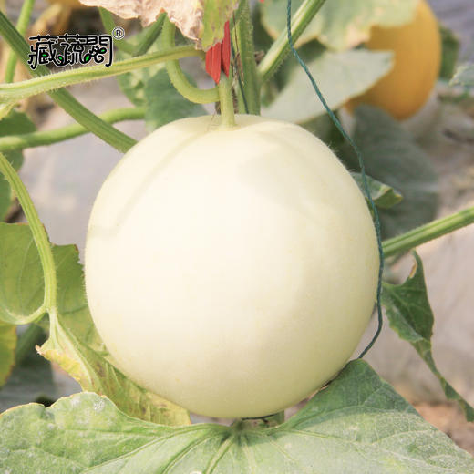 [庭院种子] 蜜语白肉甜瓜种子 "西薄洛托三号" 商品图1