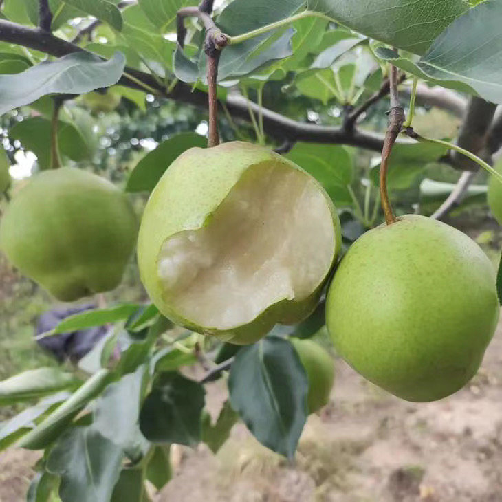 早金酥梨清香脆甜多汁