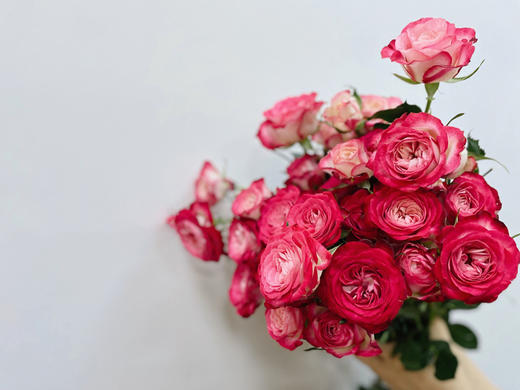 多头狮子座【你的灵魂骄傲又自卑 俗气又高贵】简小姐精选 多情浪漫狮子座多头玫瑰 9+1枝(防花损）2束包邮 48小时发货 商品图6