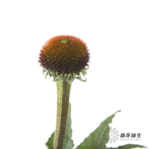 配果 | 猫眼 商品图1