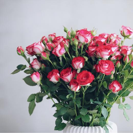 多头狮子座【你的灵魂骄傲又自卑 俗气又高贵】简小姐精选 多情浪漫狮子座多头玫瑰 9+1枝(防花损）2束包邮 48小时发货 商品图4